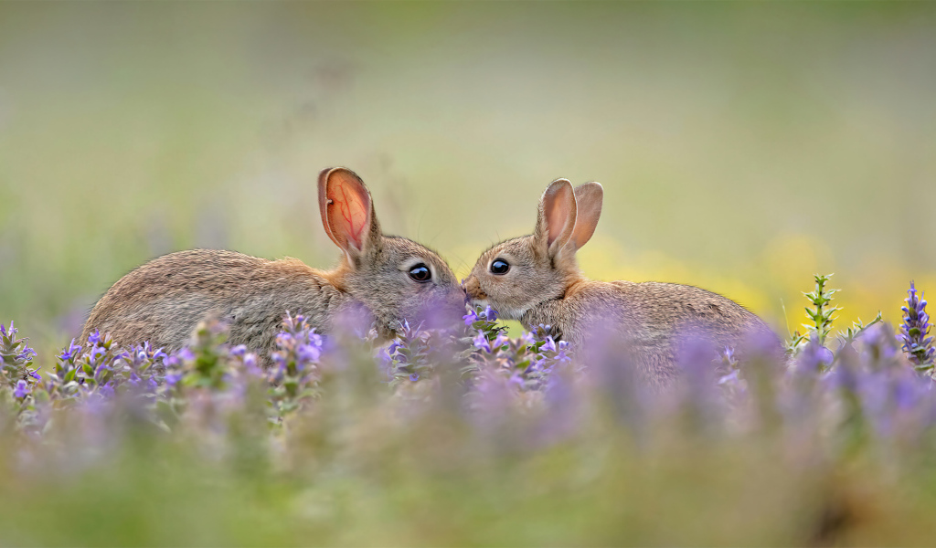 Два милых зайца в цветах 