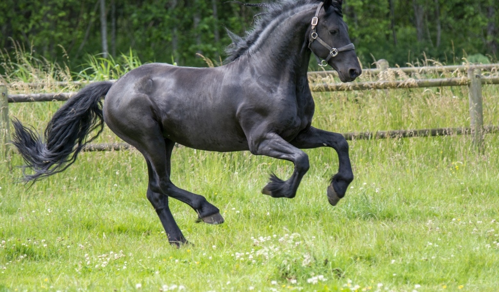 Черный большой конь скачет по зеленой траве