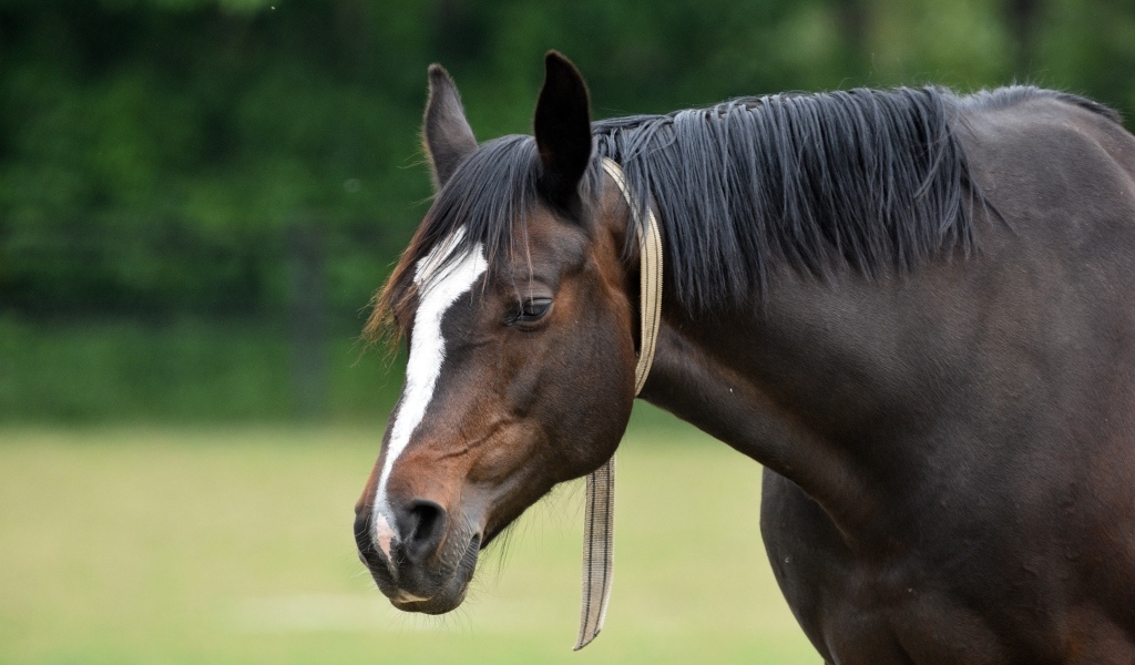 Большой красивый коричневый конь 