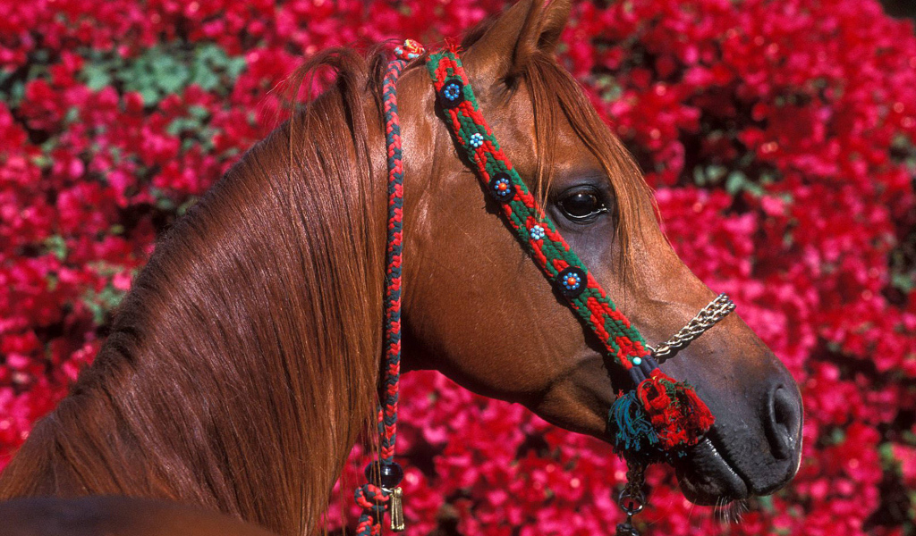 Большой коричневый конь на фоне цветов