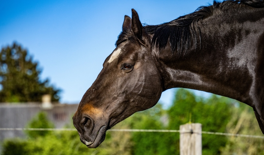 Голова черного коня крупным планом
