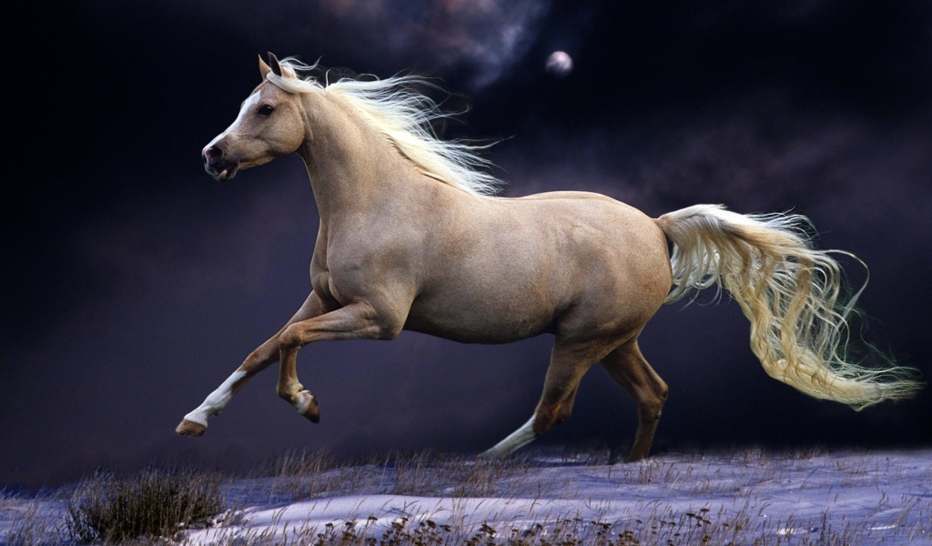 Коричневая лошадь скачет по полю ночью 