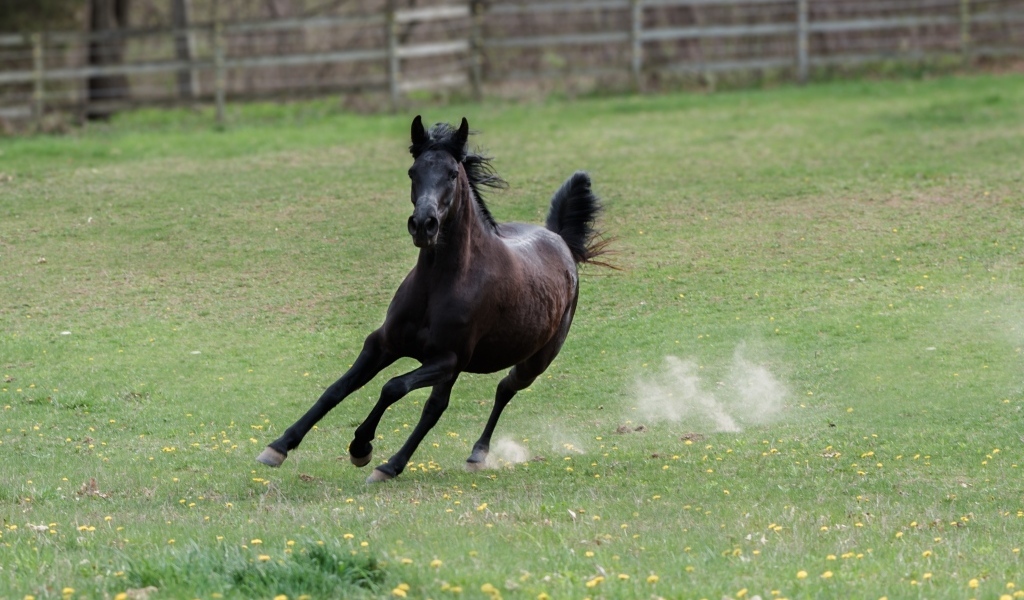Галоп большого черного коня по зеленой траве