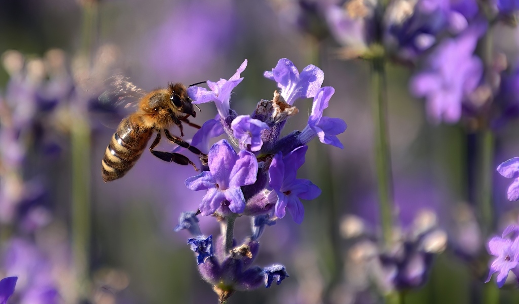 Пчела кружит у цветка лаванды