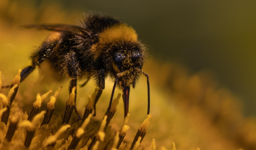 Пчела собирает пыльцу с цветка подсолнуха