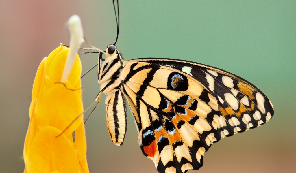 Большая красивая бабочка сидит на желтом цветке