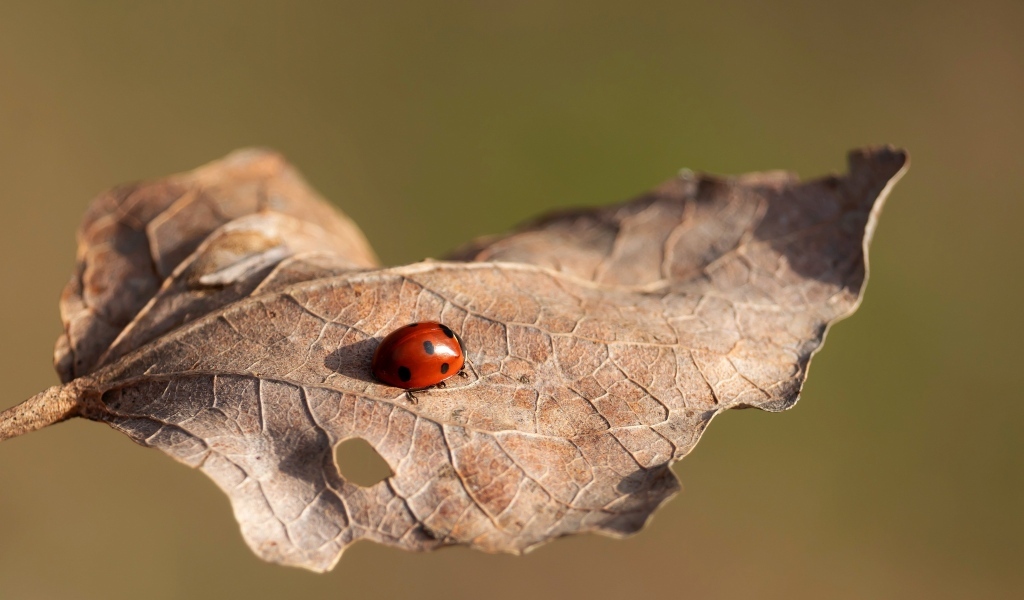 Красная божья коровка сидит на сухом листке