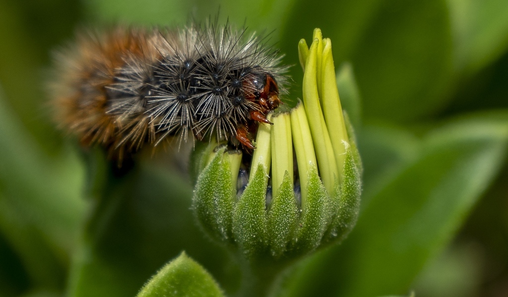 Лохматая гусеница сидит на цветке