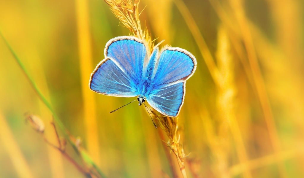 Маленькая голубая бабочка сидит на траве