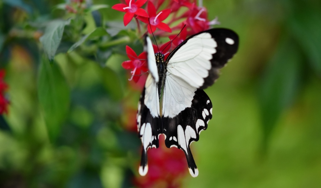 Красивая бабочка сидит на красном цветке