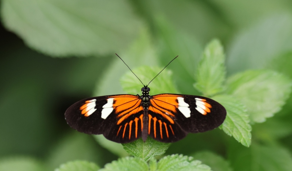 Красивая бабочка расправила крылья на зеленом листке