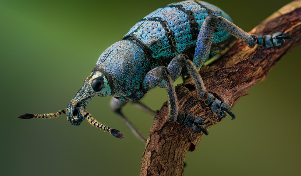 Красивый жук долгоносик на ветке