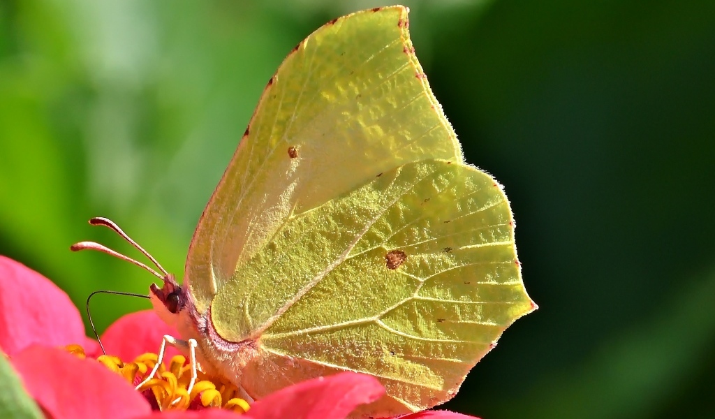 Красивая желтая бабочка сидит на цветке циннии 