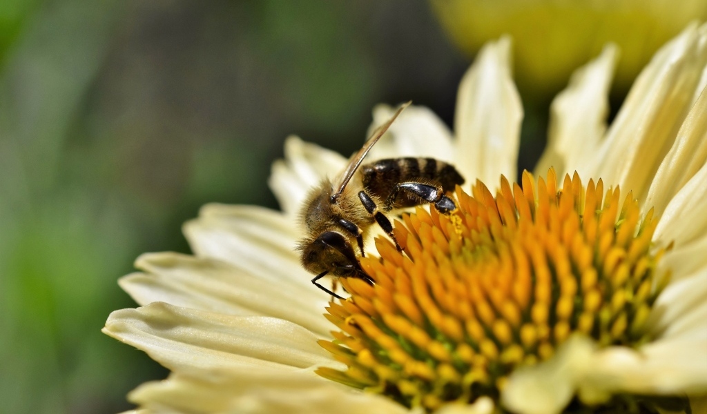 Пчела сидит на белом цветке