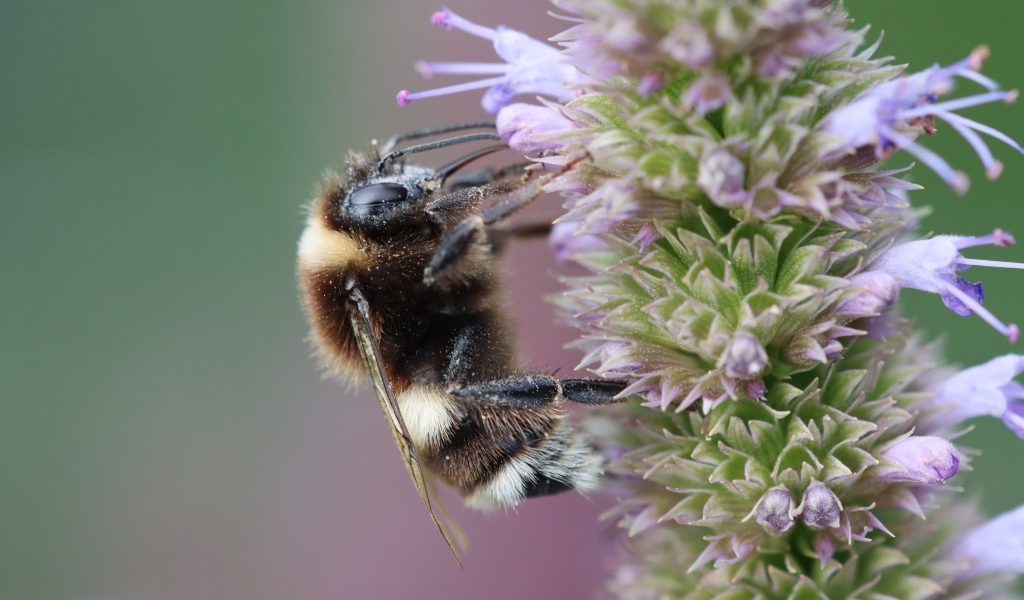 Пчела сидит на фиолетовом цветке 