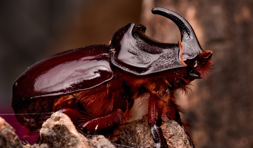 Большой коричневый жук носорог 