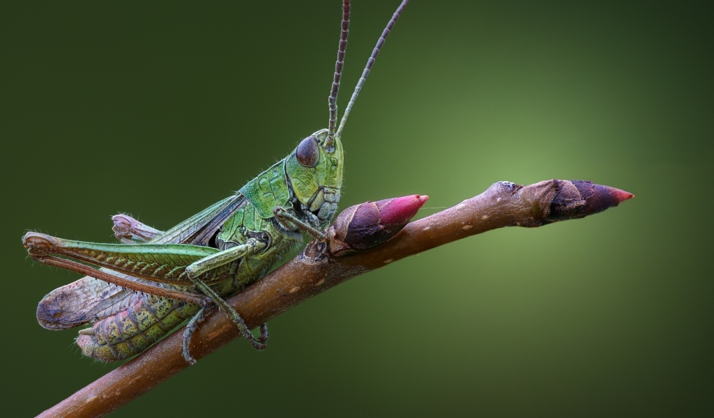 Большой зеленый кузнечик сидит на ветке 
