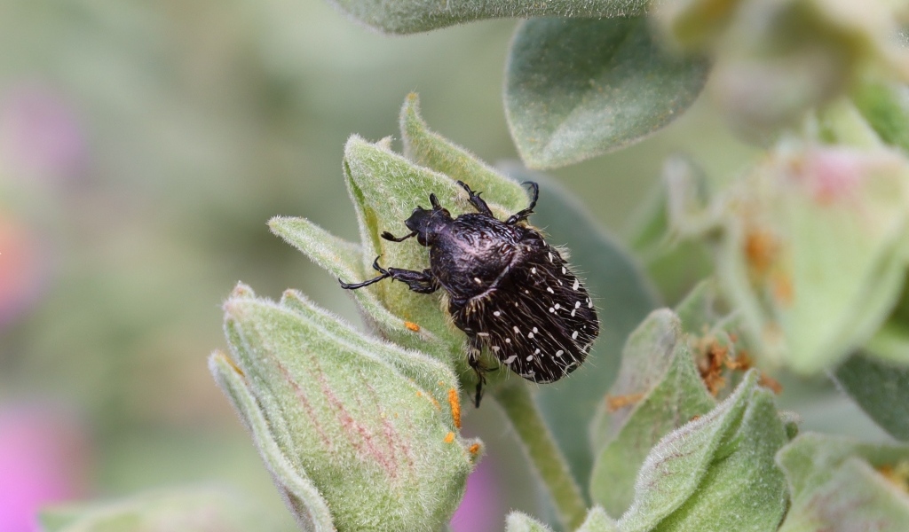 Черный жук сидит на зеленом растении