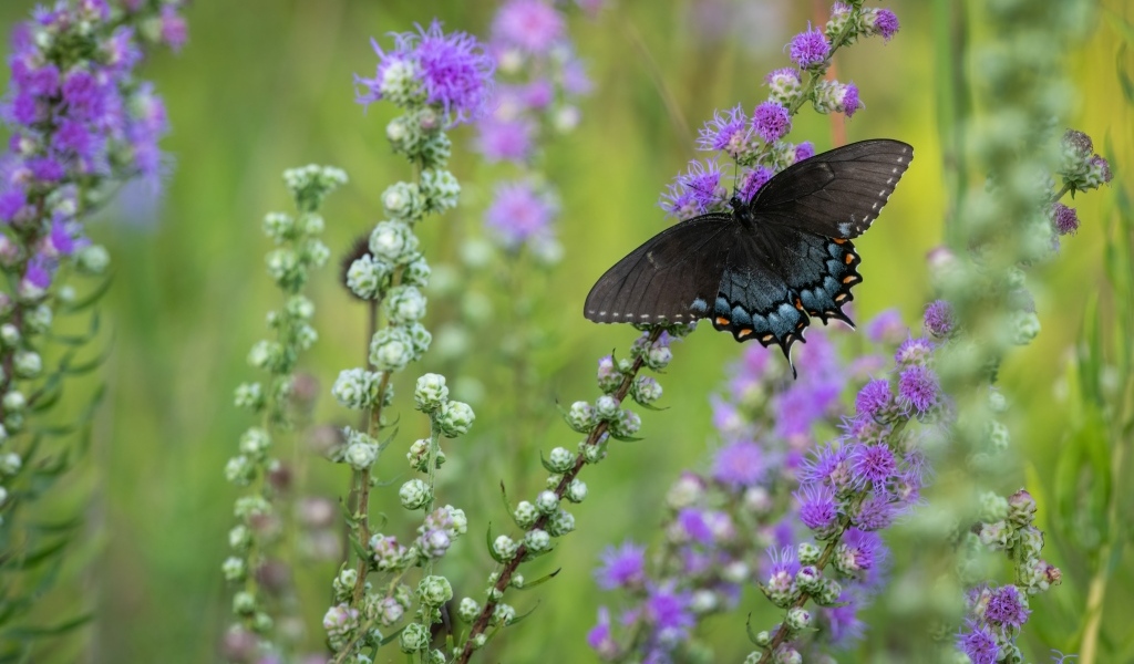 Черная бабочка сидит на фиолетовом цветке