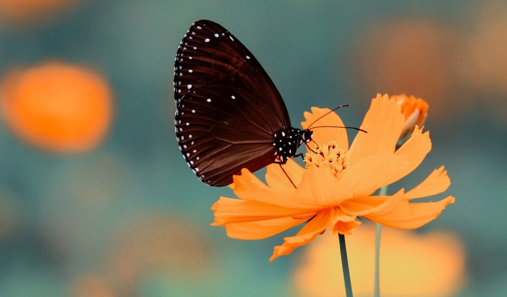 Черная бабочка сидит на оранжевом цветке космеи