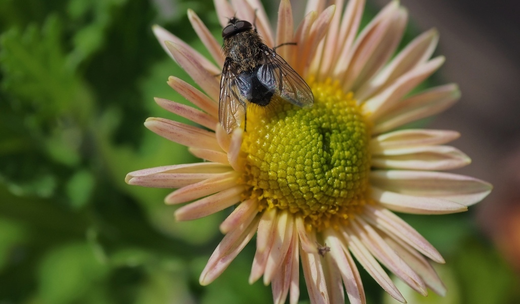 Черная муха сидит на цветке астры