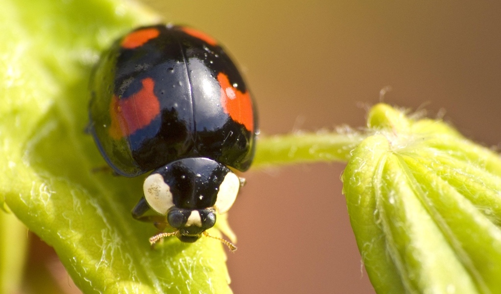 Черная божья коровка с красными пятнами