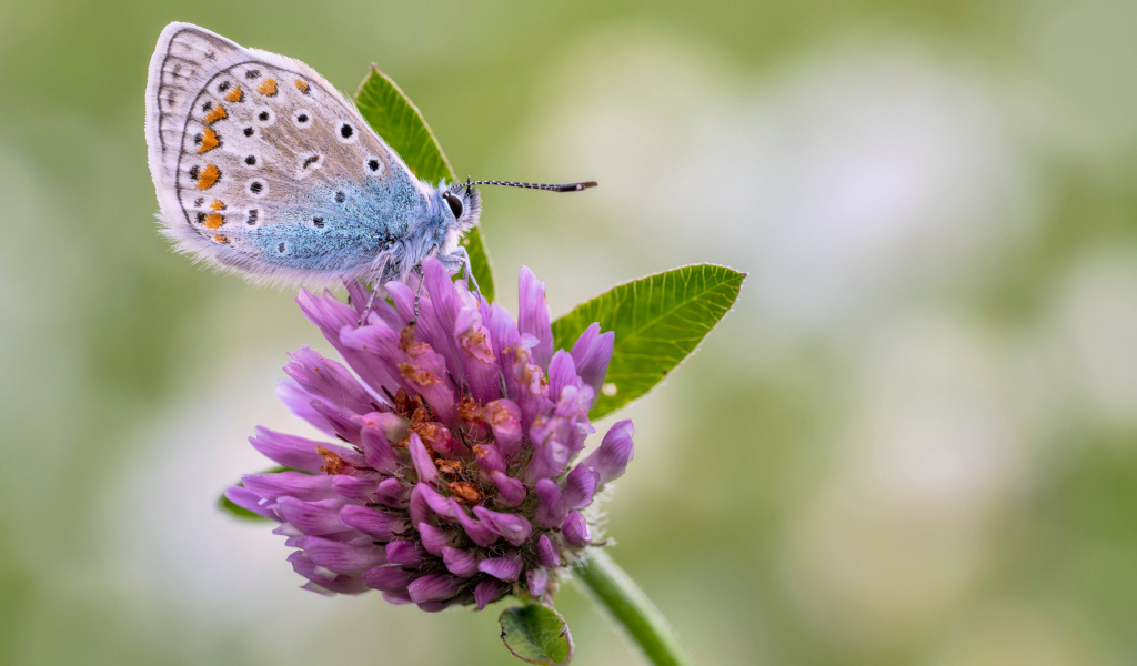 Голубая бабочка на розовом цветке клевера