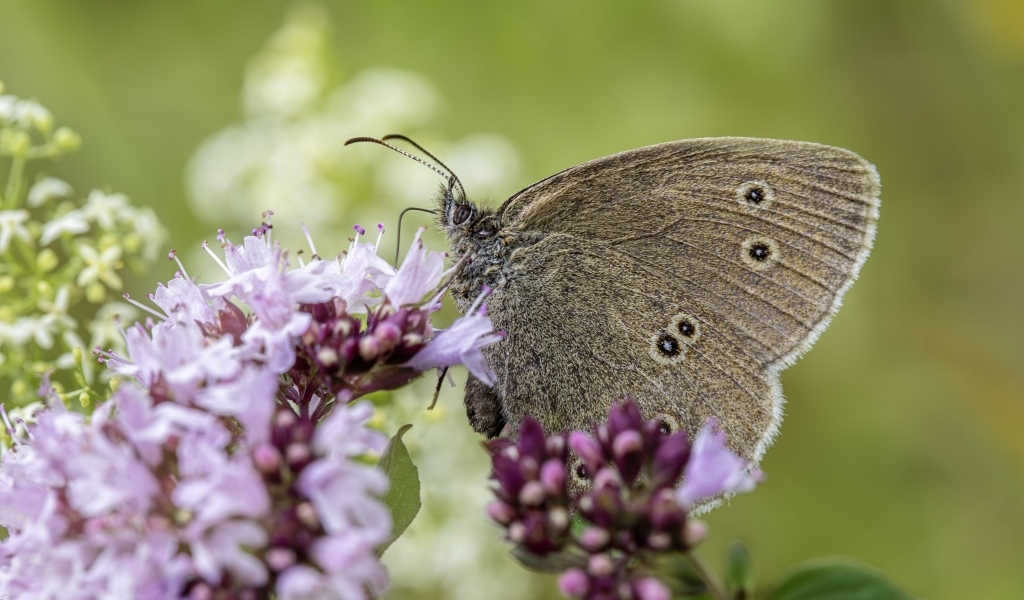 Коричневая бабочка сидит на сиреневом цветке
