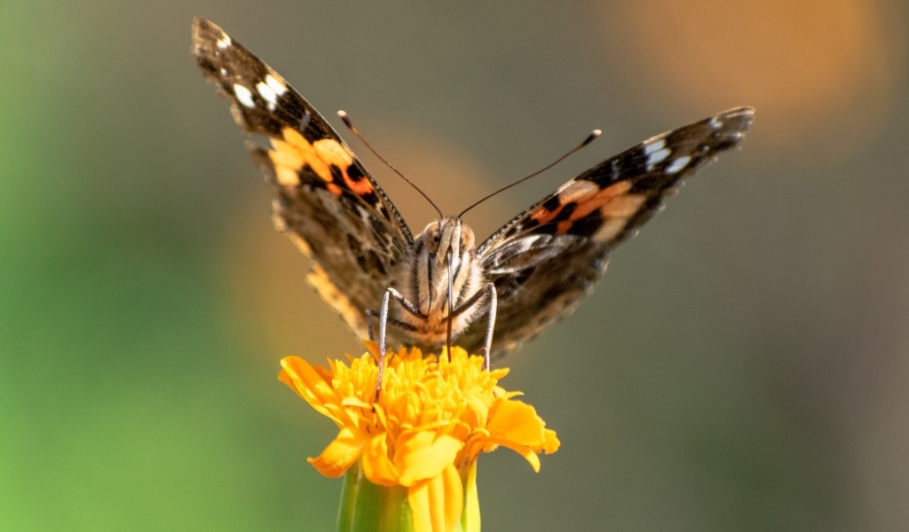 Коричневая бабочка сидит на цветке бархатца