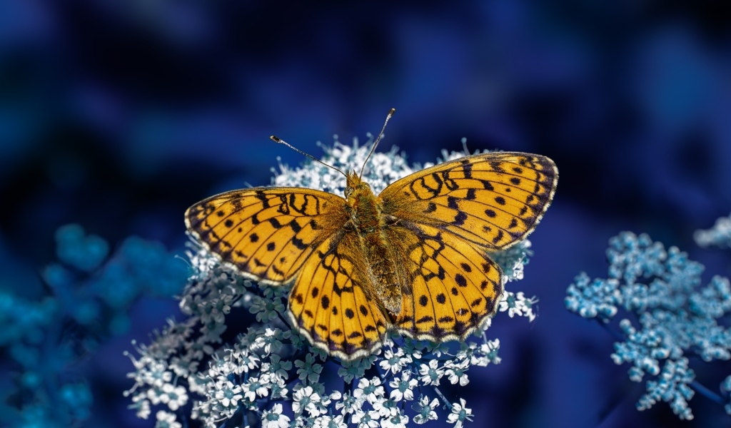 Коричневая бабочка сидит на белом цветке