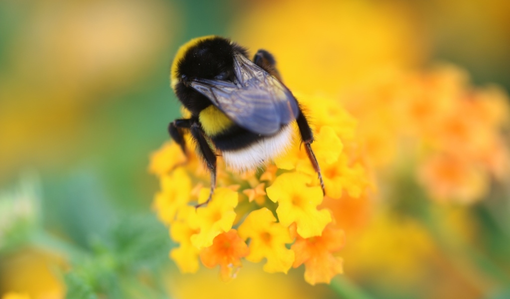 Шмель сидит на оранжевом цветке