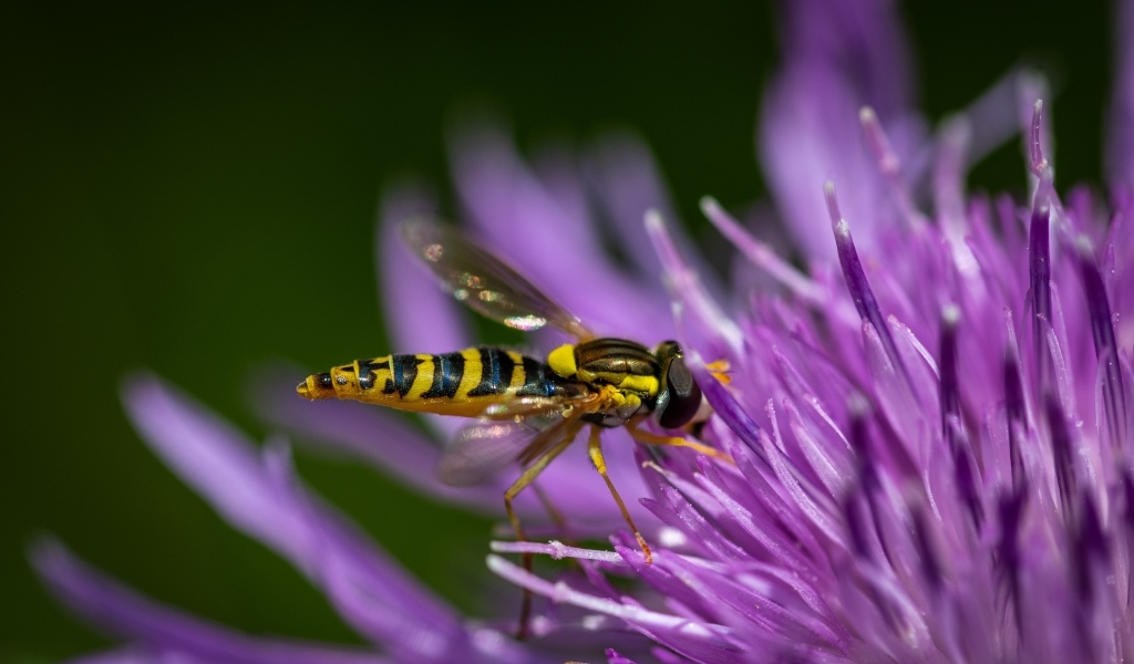 Муха жужжалка на розовом цветке