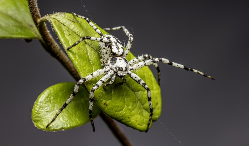 Опасный паук на зеленом листке на сером фоне