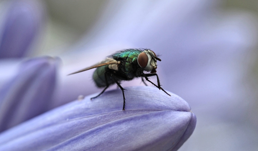 Зеленая муха сидит на синем цветке