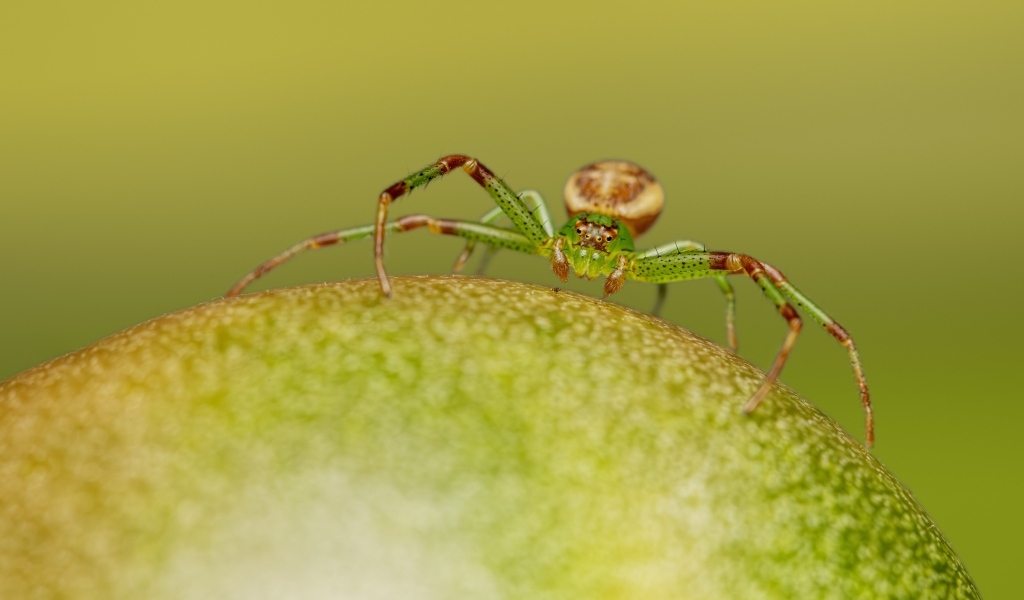 Зеленый паук сидит на фрукте