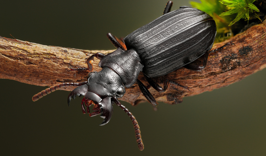 Большой черный жук сидит на ветке крупным планом