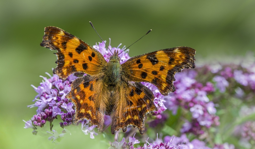 Большая коричневая бабочка на розовом цветке
