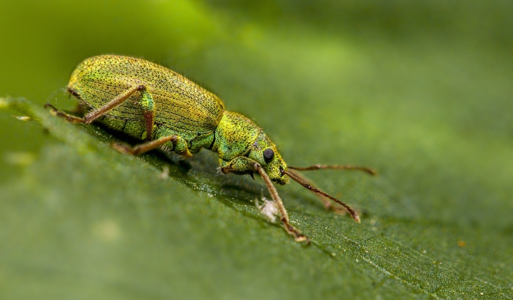 Большой зеленый жук на листке крупным планом