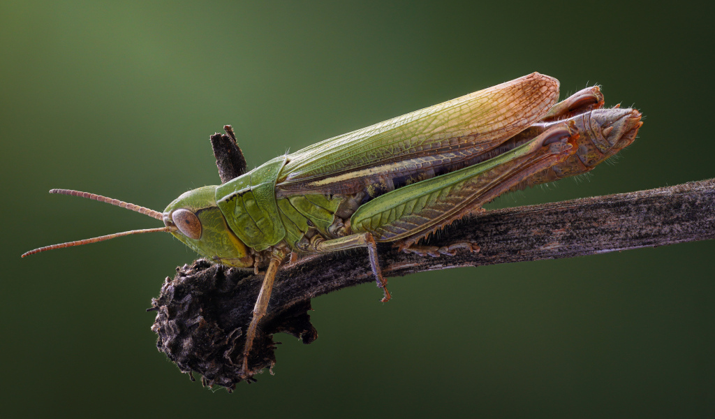 Большой зеленый кузнечик на ветке крупным планом