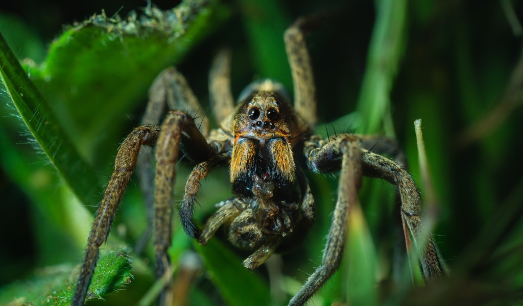 Большой паук с добычей в зеленых листьях
