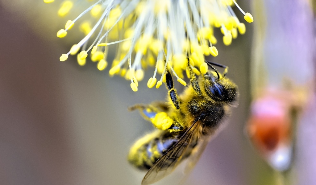 Маленькая пчела собирает пыльцу на цветке