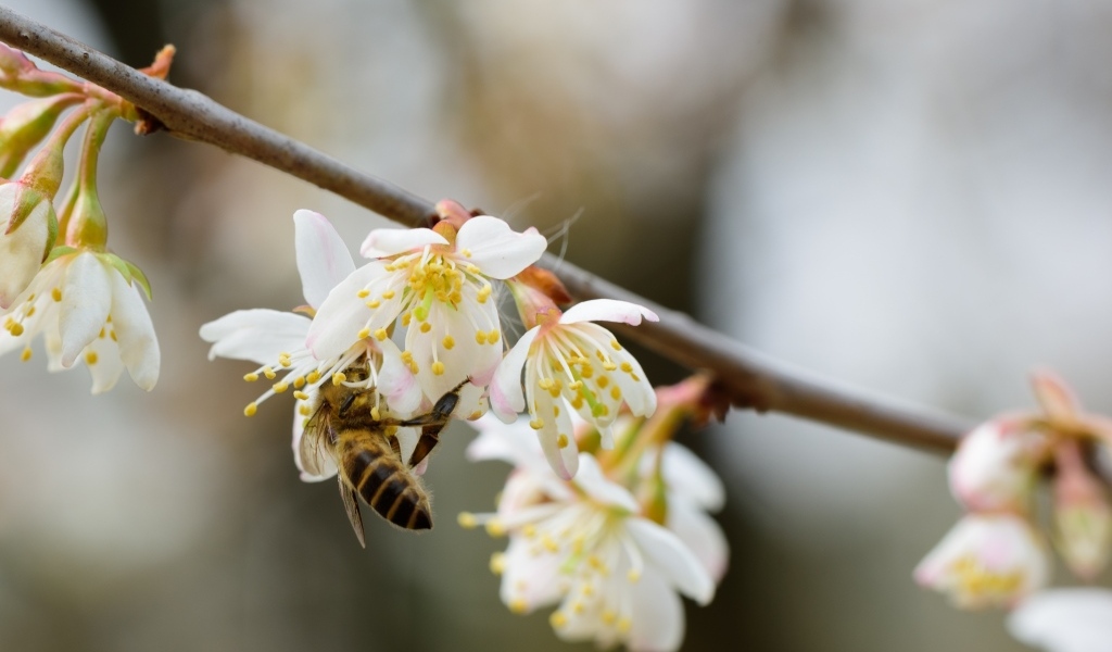 Маленькая пчела опыляет цветок вишни 
