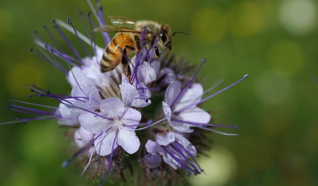 Маленькая пчела сидит на синем цветке