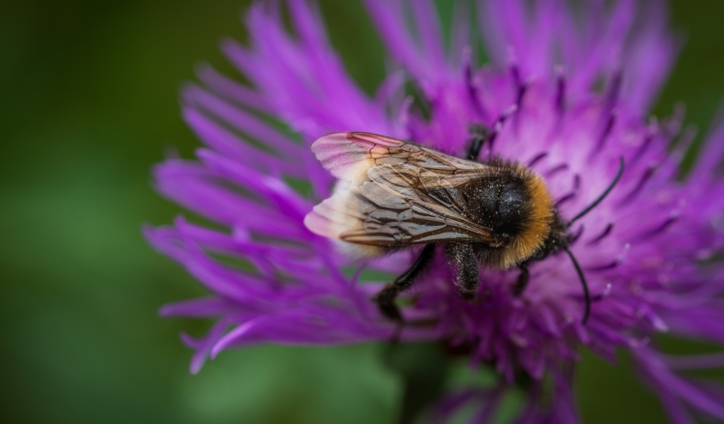 Маленький шмель опыляет розовый цветок
