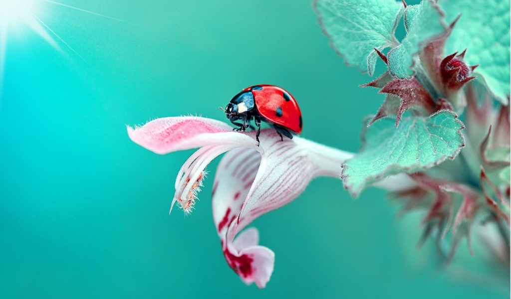 Маленькая красная божья коровка сидит на розовом цветке