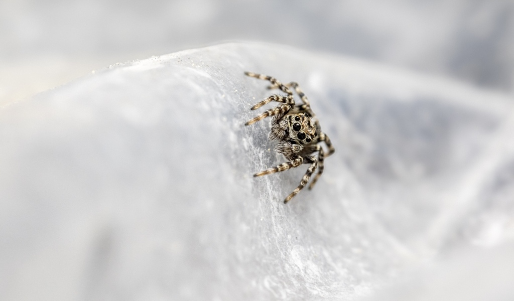 Маленький паук с черными глазами