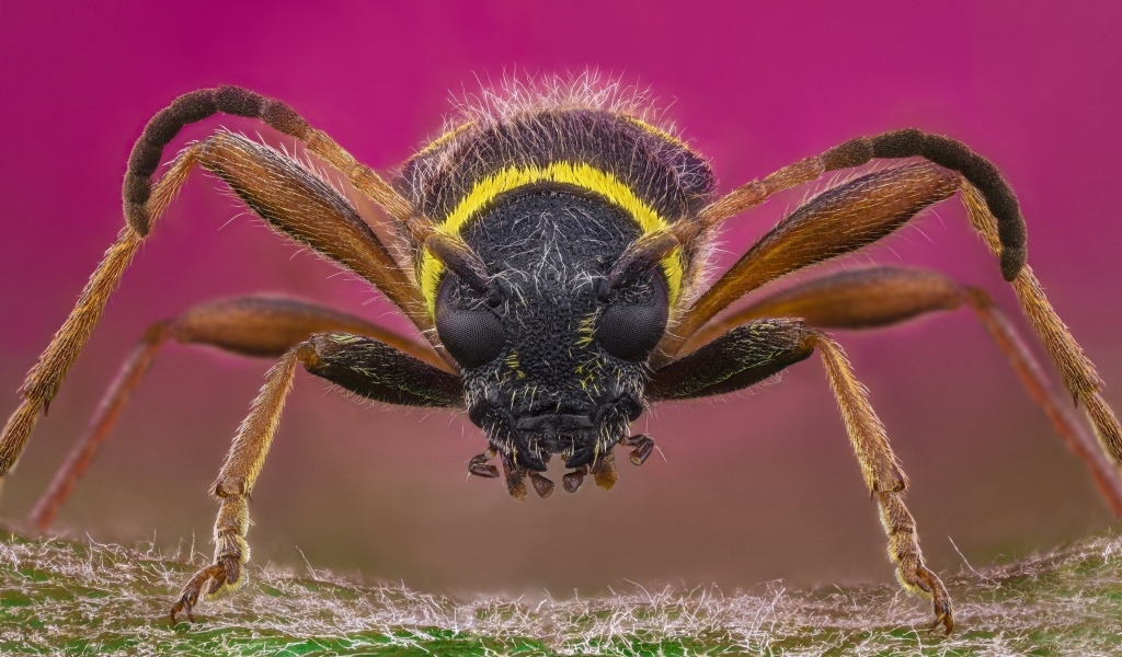 Макросъемка осы на розовом фоне