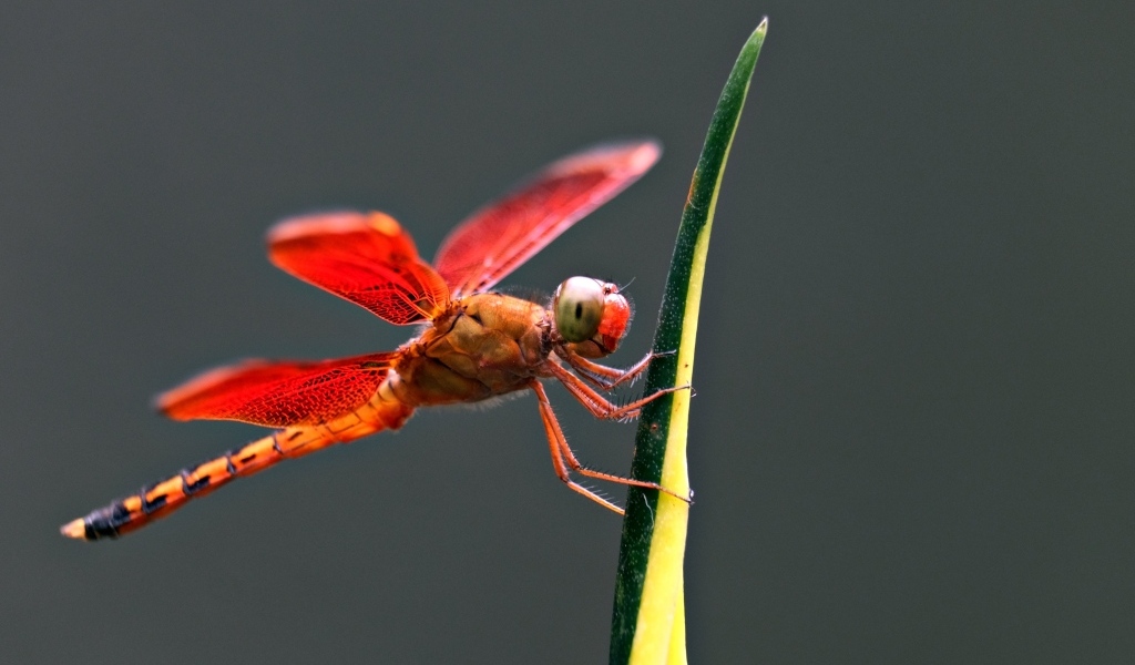 Красная стрекоза на зеленом листке