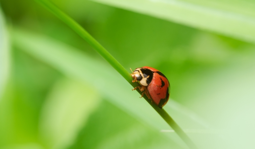 Красная божья коровка на зеленой траве