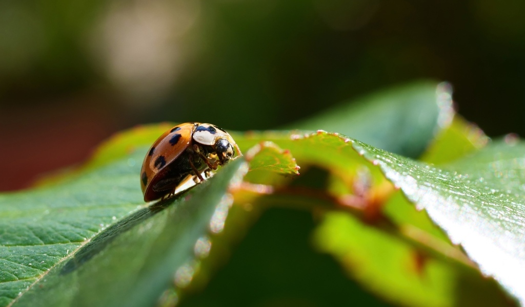 Красная божья коровка сидит на зеленом листке